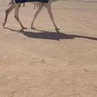 للبيع القعود الكفووو