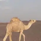 حيران على الحليب