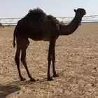للبيع حشو