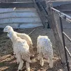 طلي ورخلتين