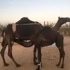 عشرا تحتها بكره للبيع وعندنا بعير للبيع على الوافي