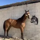 احصان انتاج بطل وجاهز للشواط