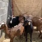 معزا للبيع