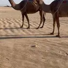 نياق ضرايب طيبه