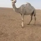 لقحه طيبه على بعير طيب
