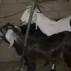 جفرة