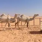وضح اباكير لقحات العدد 2