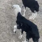 دواغير خرفان نجد