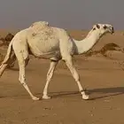 قعود جده الحاكم