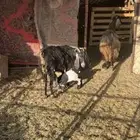 عنز والد تحتها ثنين