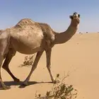 لقحه ام رابع تنتج باقي اقل من شهر مشروطه للبيع