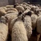 غنم هرافي نعيم العدد 31