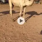 قعود عماني مفرود