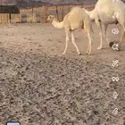 قعود حوار كفوو ع حليب امه