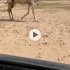 لقحات وضح طيبات