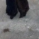 خرفان جذعان عرب فل الفل طيبه جدا