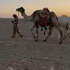 للبيع رحول