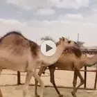 حشوان