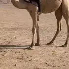 ركبي