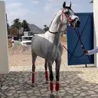 حصان شعبي من فواخر الشعبيات