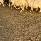 ضان20مفاصيل شرط