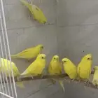 ازواج بادجي هولنديه عيون حمر منتجه