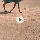 بكار 2 صفرا ووضحا