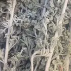 بعيثران