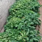 بن خولاني جمله وتفريد