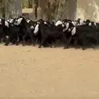 جفار عوارض