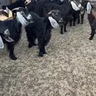 مطلوب معزا مضريع او ولد