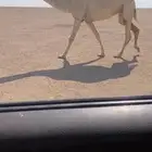 لبيع بكر ملاقي