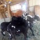 طليان سواكن مقفلة شحم ومرابي