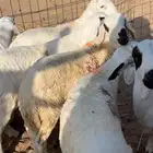 سواكن مرابي ثلاثه اشهر