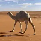 قعد
