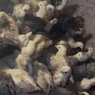 صيصان بادي