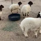 هرافى نعيم يوجد توصيل مجاني للرس