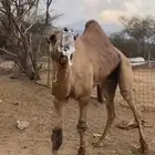 بعير للبيع فحل