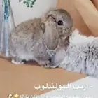 ارانب القزم متوفر تمارا