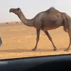 لقحه طيبه شاق فيها هزه بسيطه