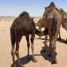 قعود للبيع