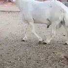 فحل رباع صنف مشروط
