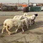 رخال صنف الصنف