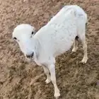 شاه رفيديه معها ثنين