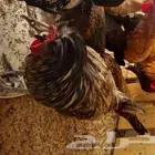 ديك بولندي بولش عرف افرق حار(( تم البيع ))