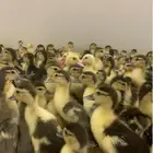 صوص بط بلدي(( مسكوفي ))
