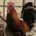 ديك بلدي