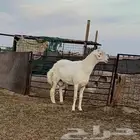 خروف حري شرط القريع وساسه طيب