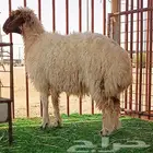 نعيميه حايل ولا مره ولدت شحم