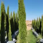 جميع انواع السرو وجميع الاشجار المثمرة